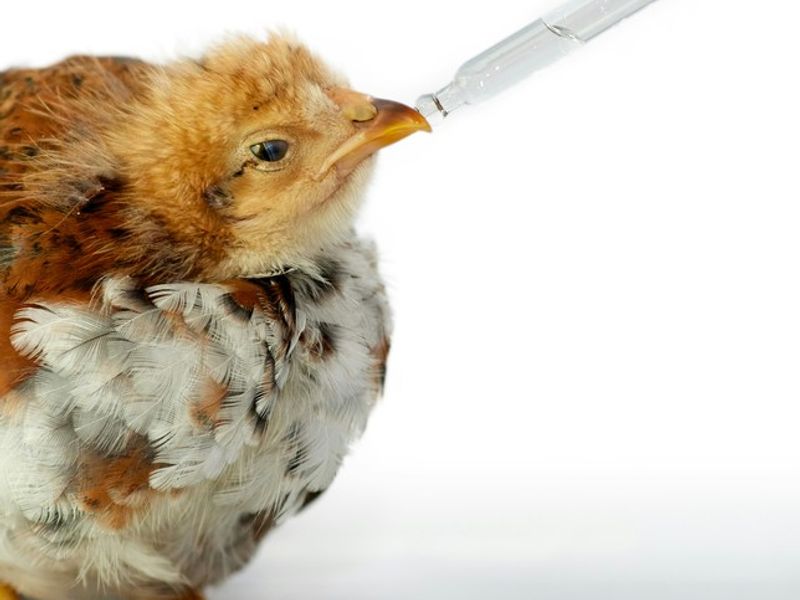 Scene illustrating a French-language taking chicken with respiratory infection to the vet conversation