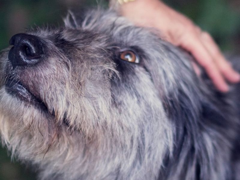 Scene illustrating a Japanese-language talking to your dog conversation